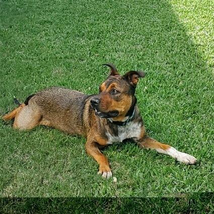 Enlarge Toby, a Adoptable American Staffordshire Terrier in Webster, TX image 4/5