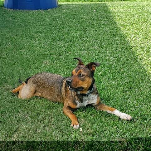 Enlarge Toby, a Adoptable American Staffordshire Terrier in Webster, TX image 5/5