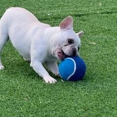 Enlarge Nela, a Adoptable French Bulldog in Pompano Beach, FL image 1/4