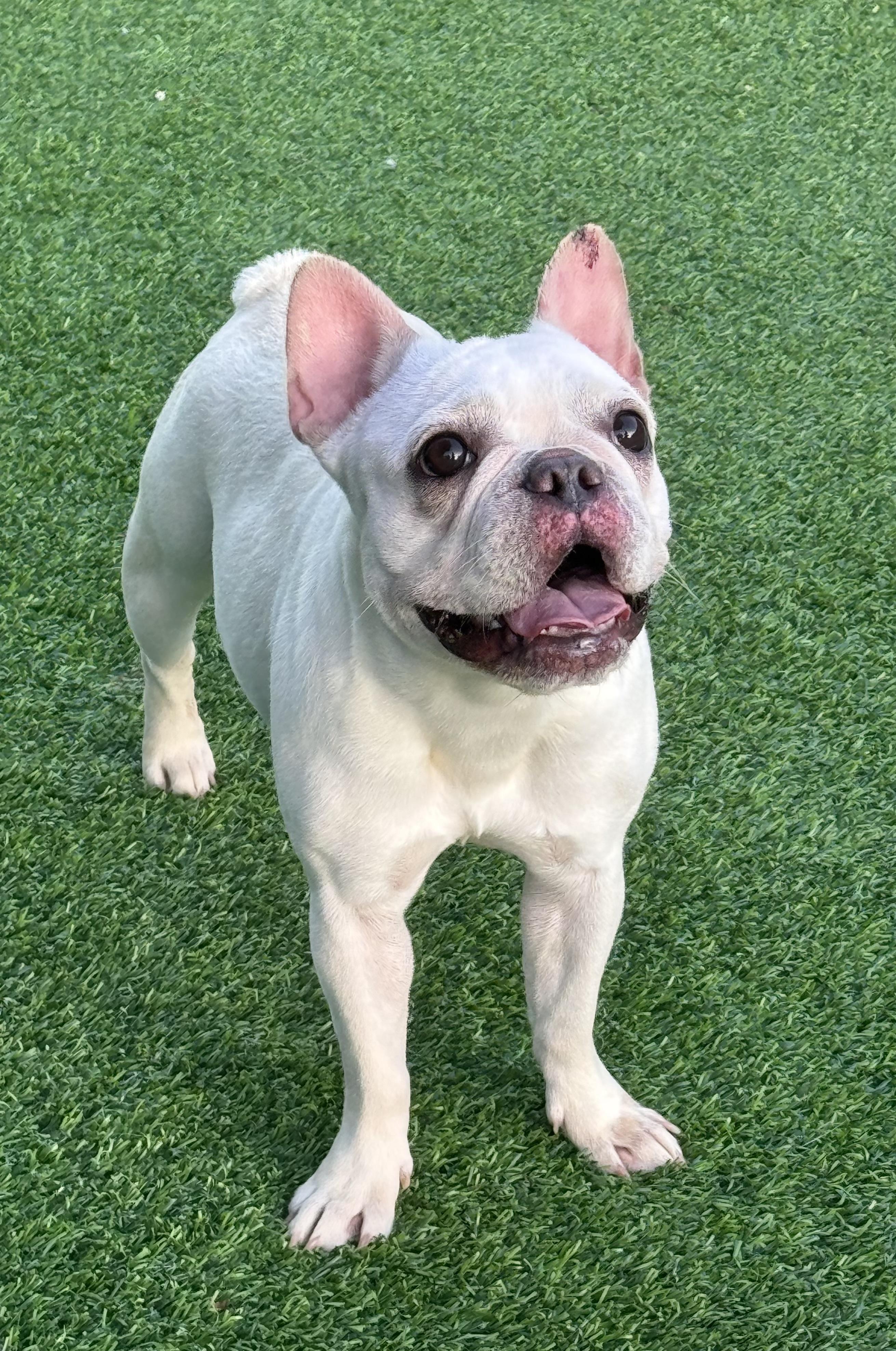 Enlarge Nela, a Adoptable French Bulldog in Pompano Beach, FL image 3/4