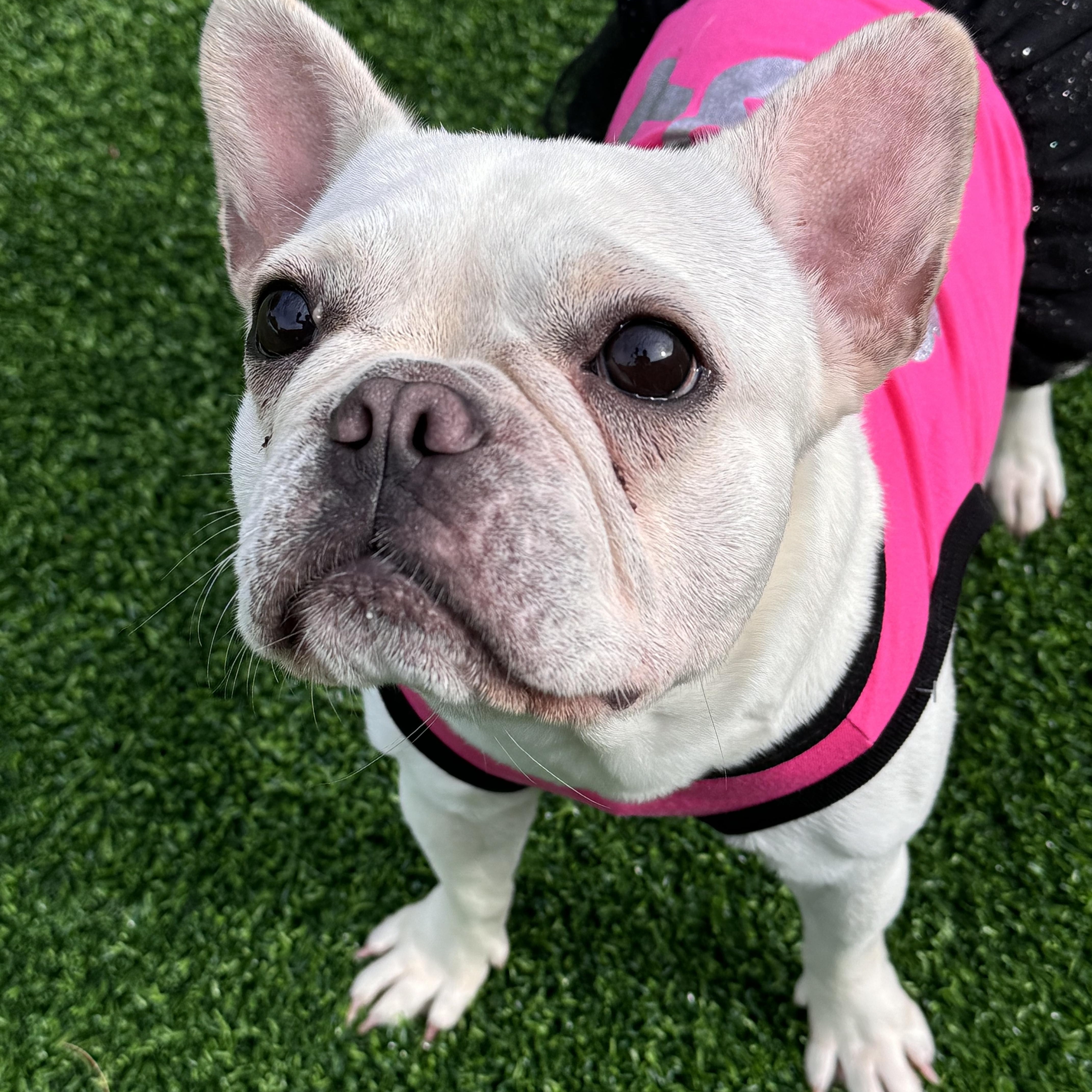 Enlarge Nela, a Adoptable French Bulldog in Pompano Beach, FL image 4/4