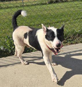 Enlarge Lenny, a Adoptable Rat Terrier in Bucyrus, OH image 4/5