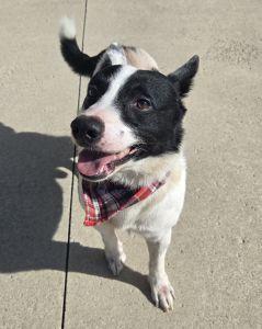 Enlarge Lenny, a Adoptable Rat Terrier in Bucyrus, OH image 3/5