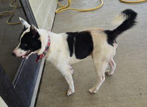 Enlarge Lenny, a Adoptable Rat Terrier in Bucyrus, OH image 5/5