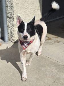 Lenny, Adoptable, Adult Male Rat Terrier.