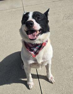 Enlarge Lenny, a Adoptable Rat Terrier in Bucyrus, OH image 2/5