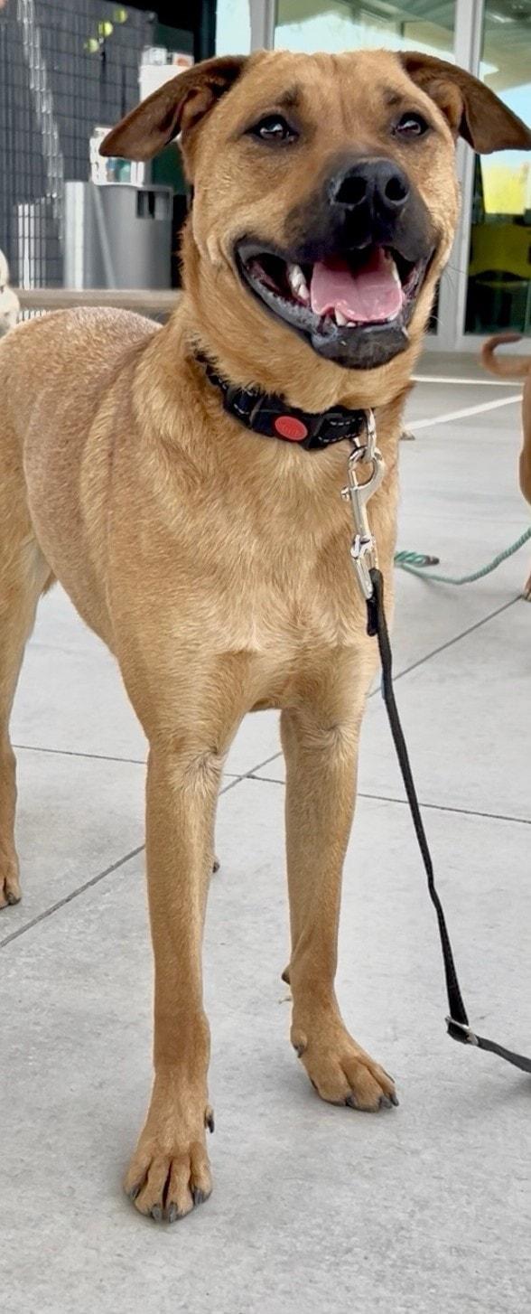 Enlarge Roxanne, a Adoptable mixed breed in Tucson, AZ image 2/5