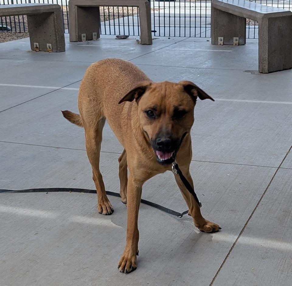 Enlarge Roxanne, a Adoptable mixed breed in Tucson, AZ image 3/5