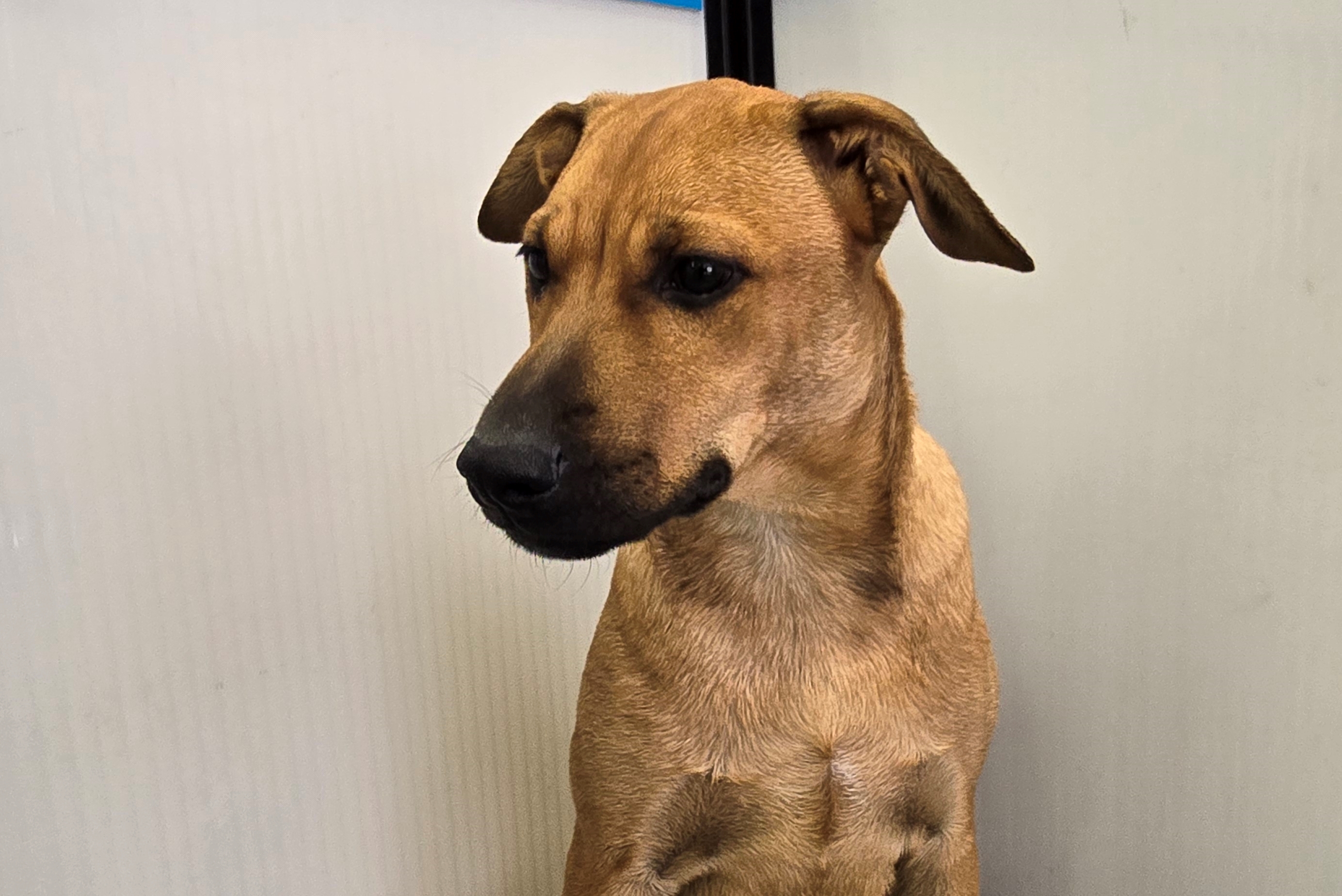 Enlarge Roxanne, a Adoptable mixed breed in Tucson, AZ image 5/5