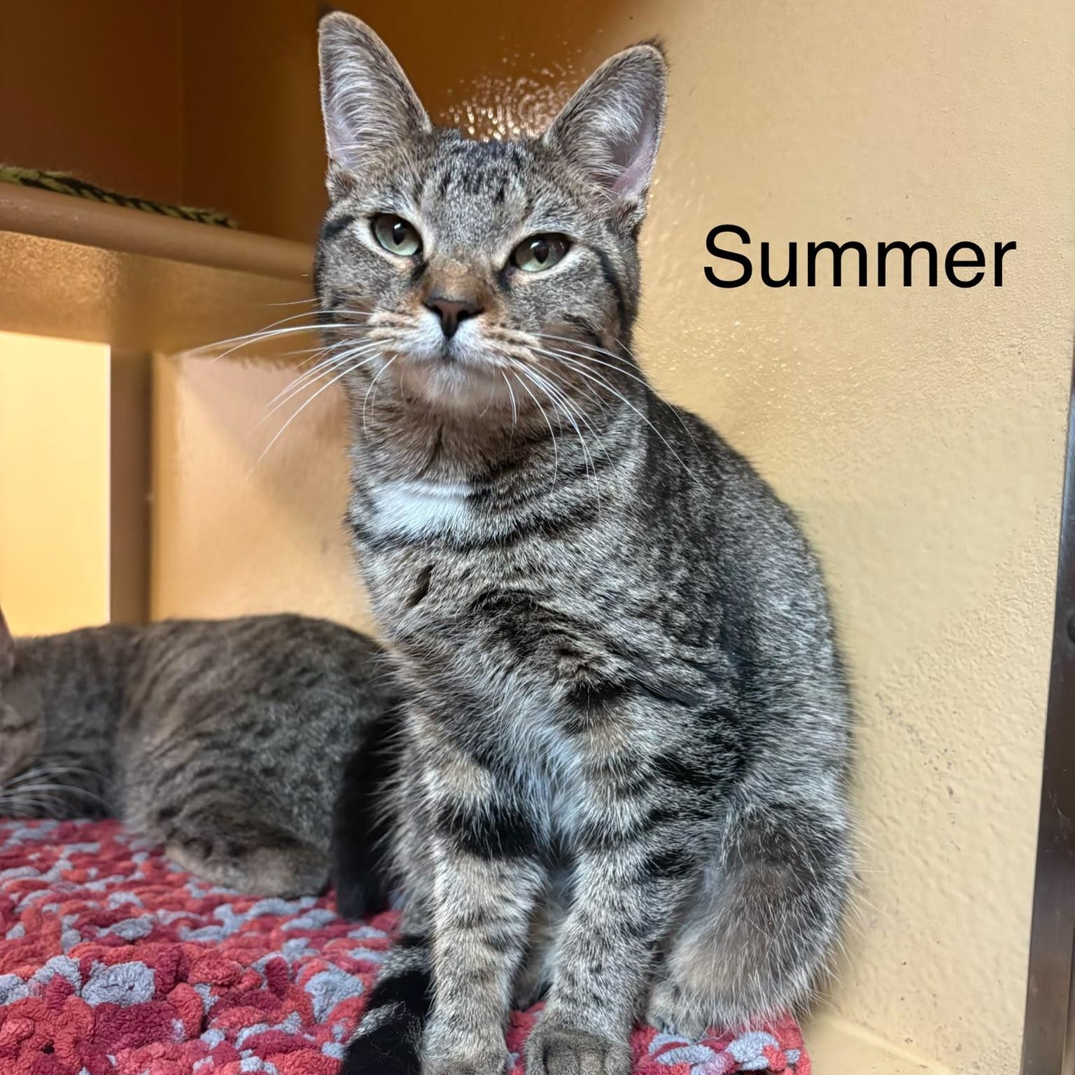 Summer, Adoptable, Young Female Domestic Short Hair.