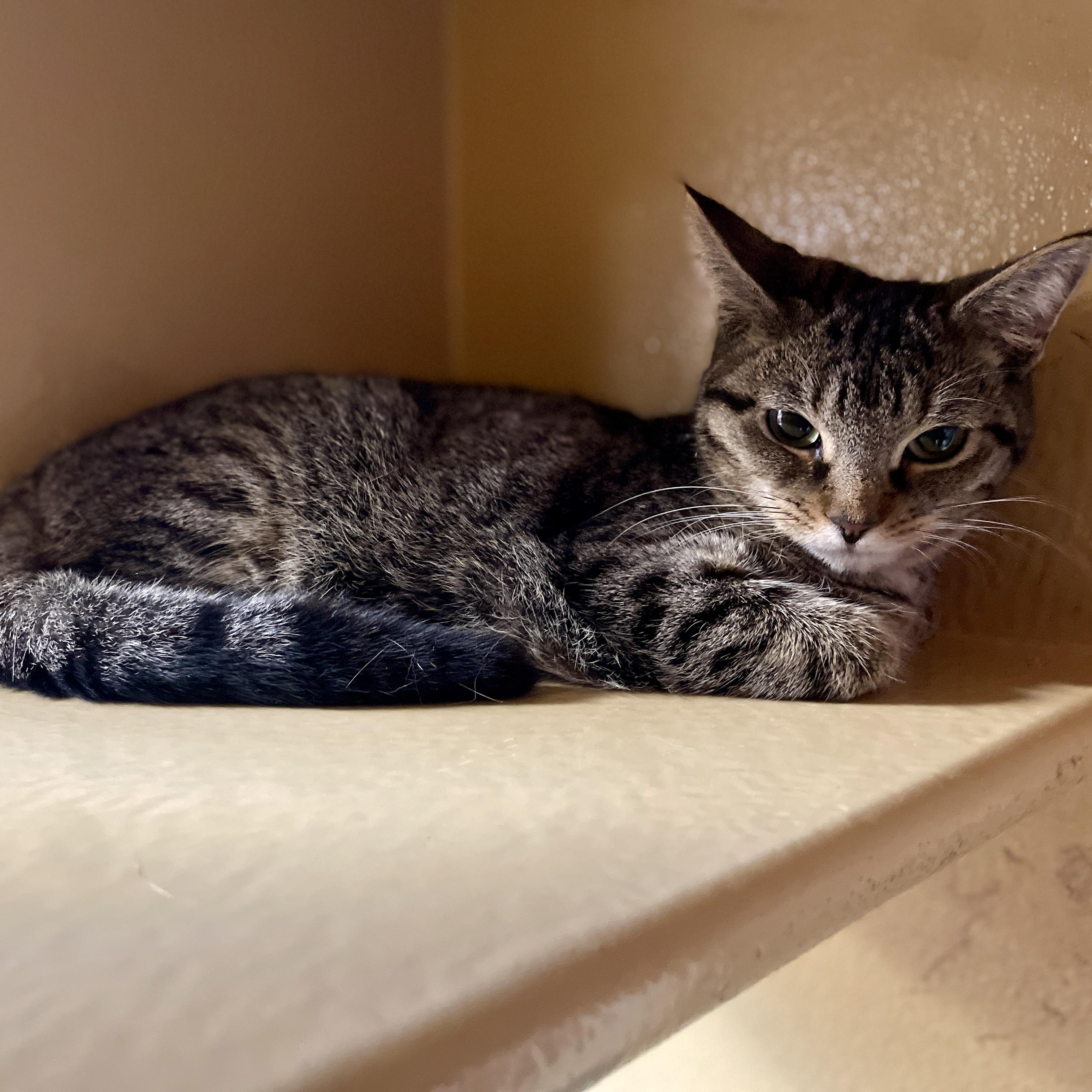 Enlarge Summer, a Adoptable Domestic Short Hair in Scarborough, ON image 6/6