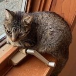 Enlarge Summer, a Adoptable Domestic Short Hair in Scarborough, ON image 4/6