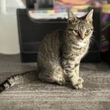 Enlarge Summer, a Adoptable Domestic Short Hair in Scarborough, ON image 2/6