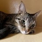 Enlarge Summer, a Adoptable Domestic Short Hair in Scarborough, ON image 3/6
