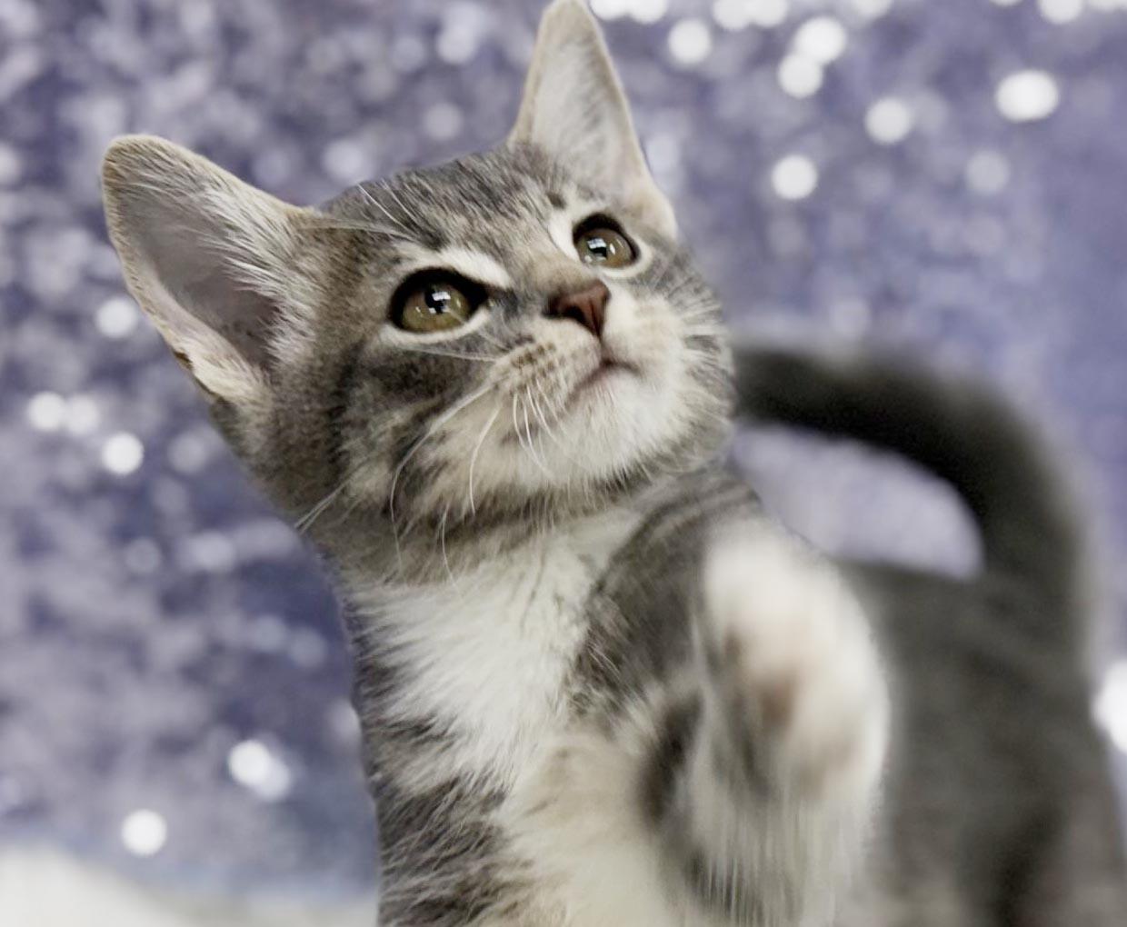 Carl is crazy cute - TINY WEENY senior adorable, Adoptable, Kitten Male Silver & Tabby.