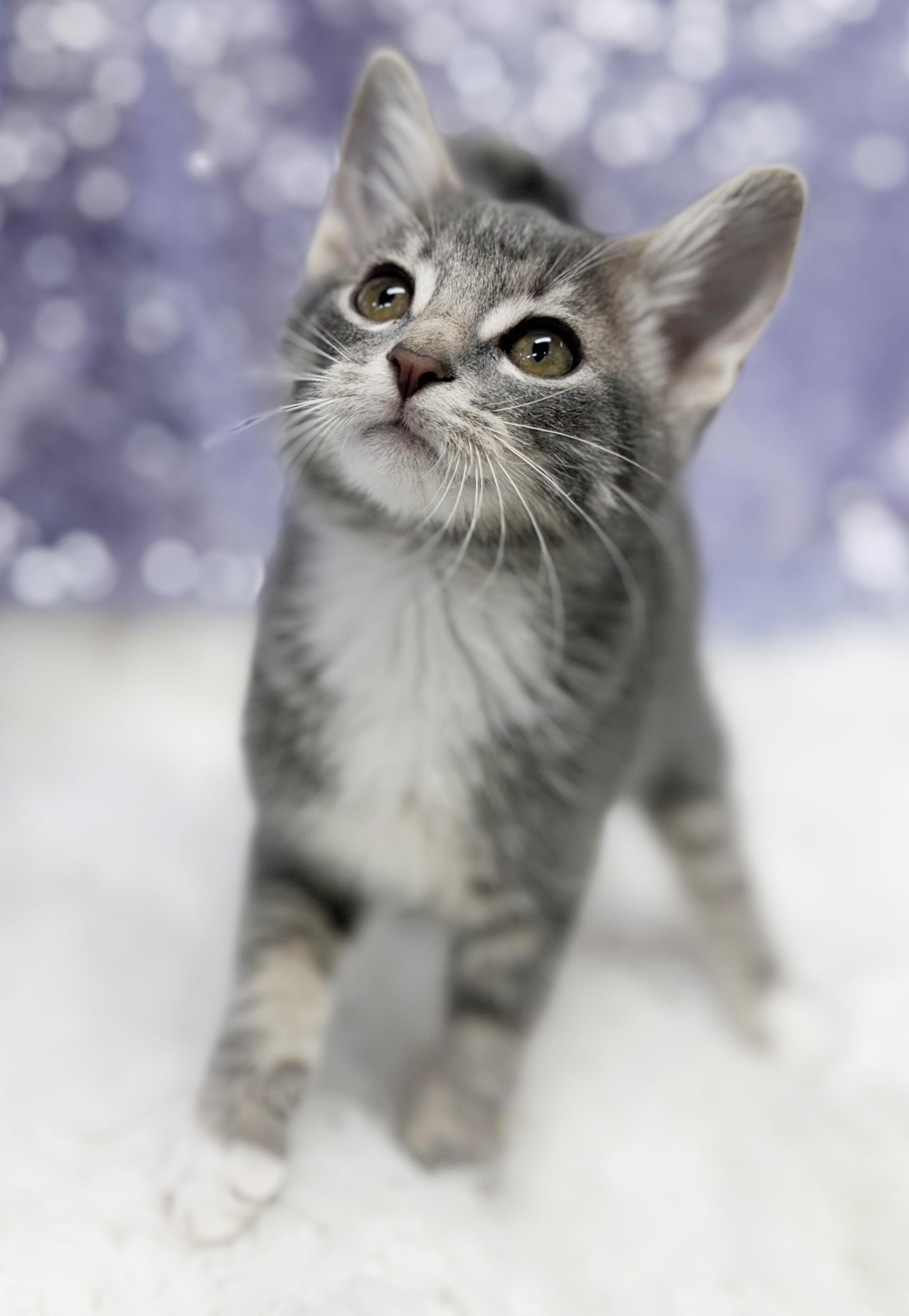 Enlarge Carl is crazy cute - TINY WEENY senior adorable, a Adoptable mixed breed in Bedford Hills, NY image 2/6