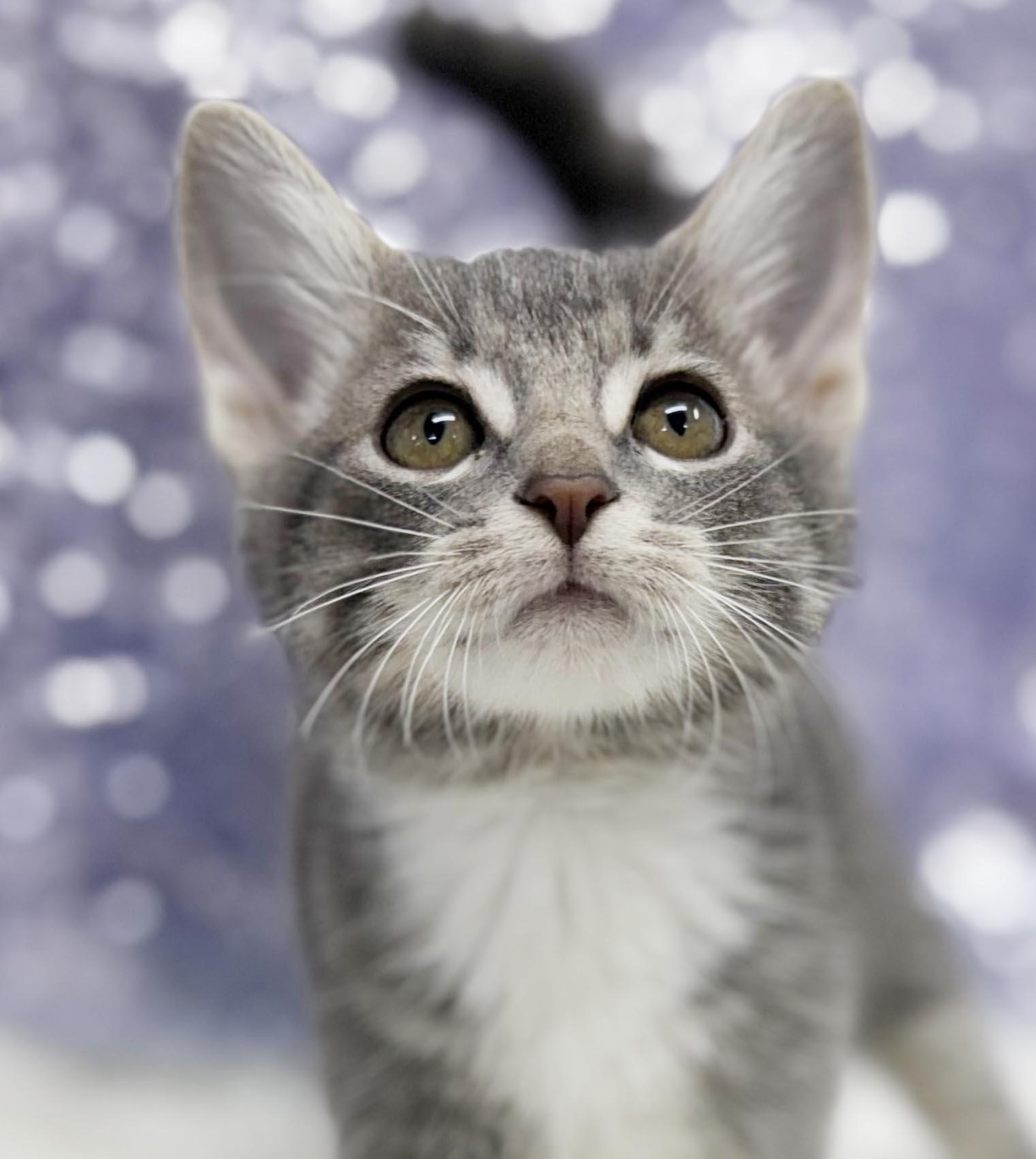 Enlarge Carl is crazy cute - TINY WEENY senior adorable, a Adoptable mixed breed in Bedford Hills, NY image 4/6