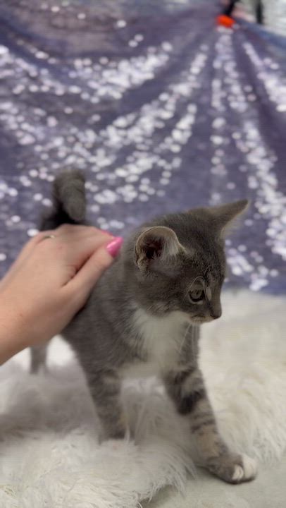 Enlarge Carl is crazy cute - TINY WEENY senior adorable, a Adoptable mixed breed in Bedford Hills, NY video 3/6