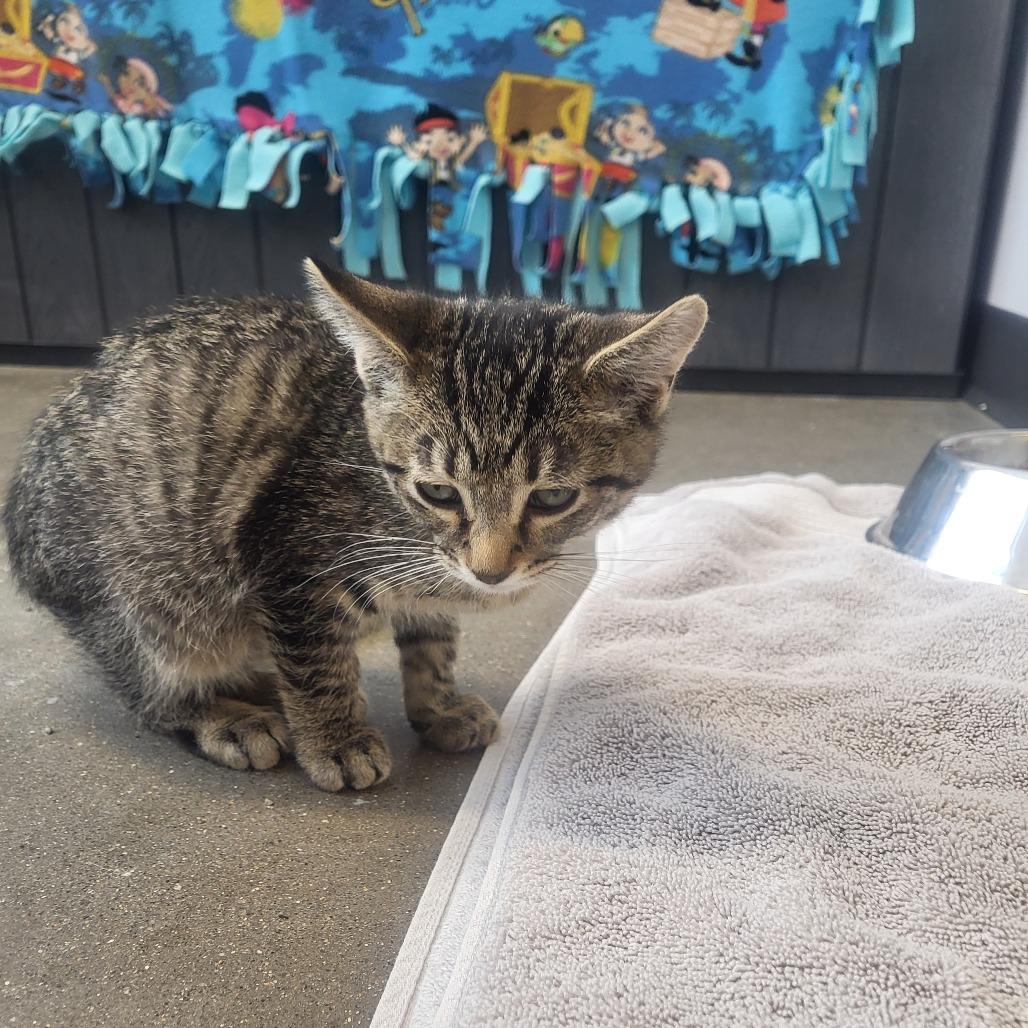 Dr. Joe Watson, Adoptable, Kitten Male Domestic Short Hair.