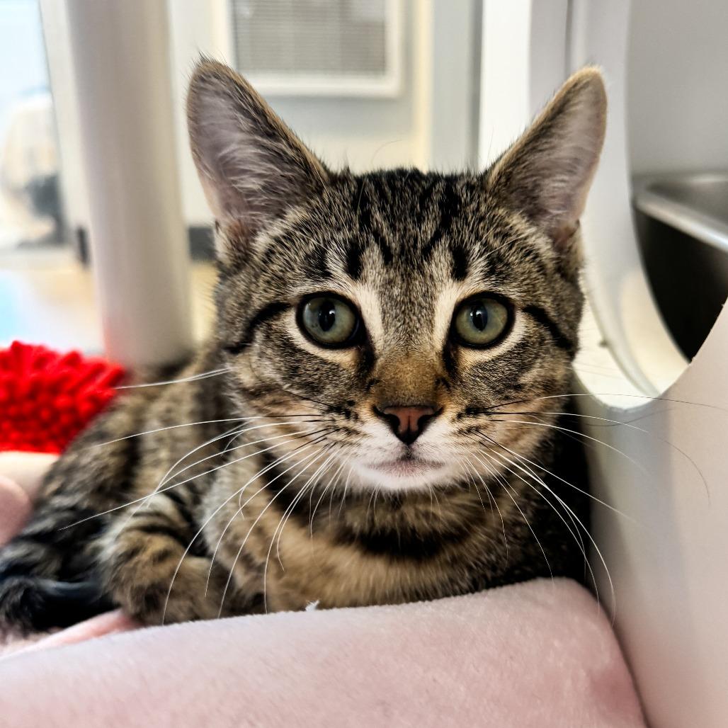 Dr. Joe Watson, a Adoptable Domestic Short Hair in Fort Wayne, IN image 3/5