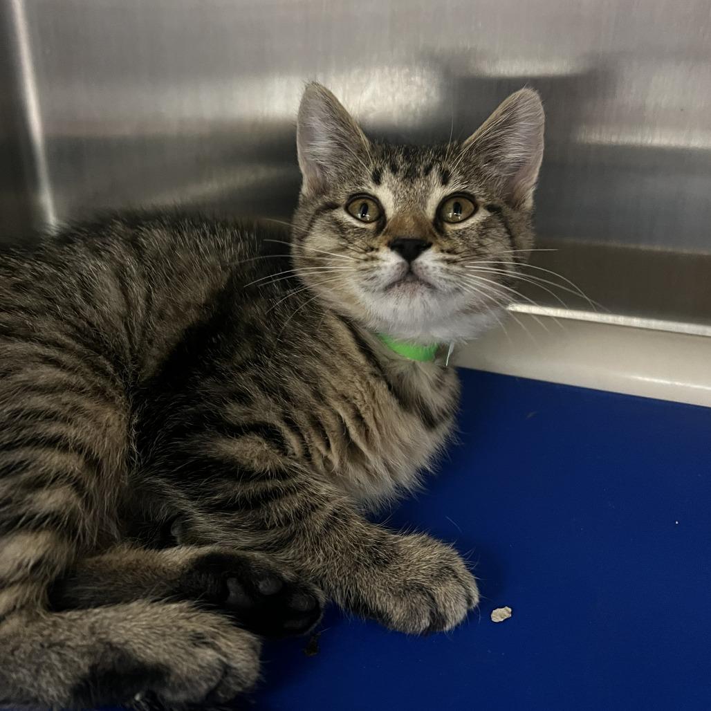 Dr. Joe Watson, a Adoptable Domestic Short Hair in Fort Wayne, IN image 4/5