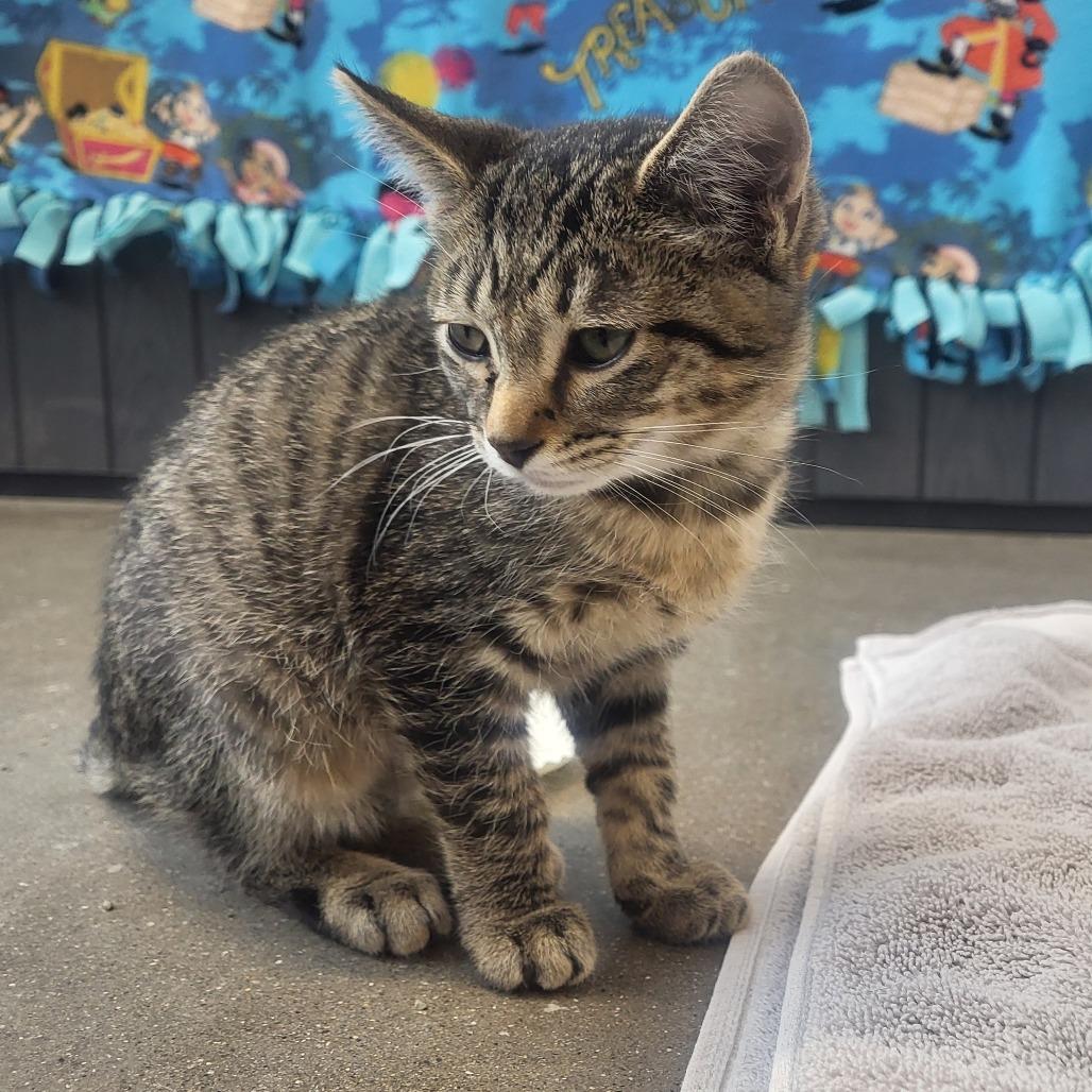 Dr. Joe Watson, a Adoptable Domestic Short Hair in Fort Wayne, IN image 5/5