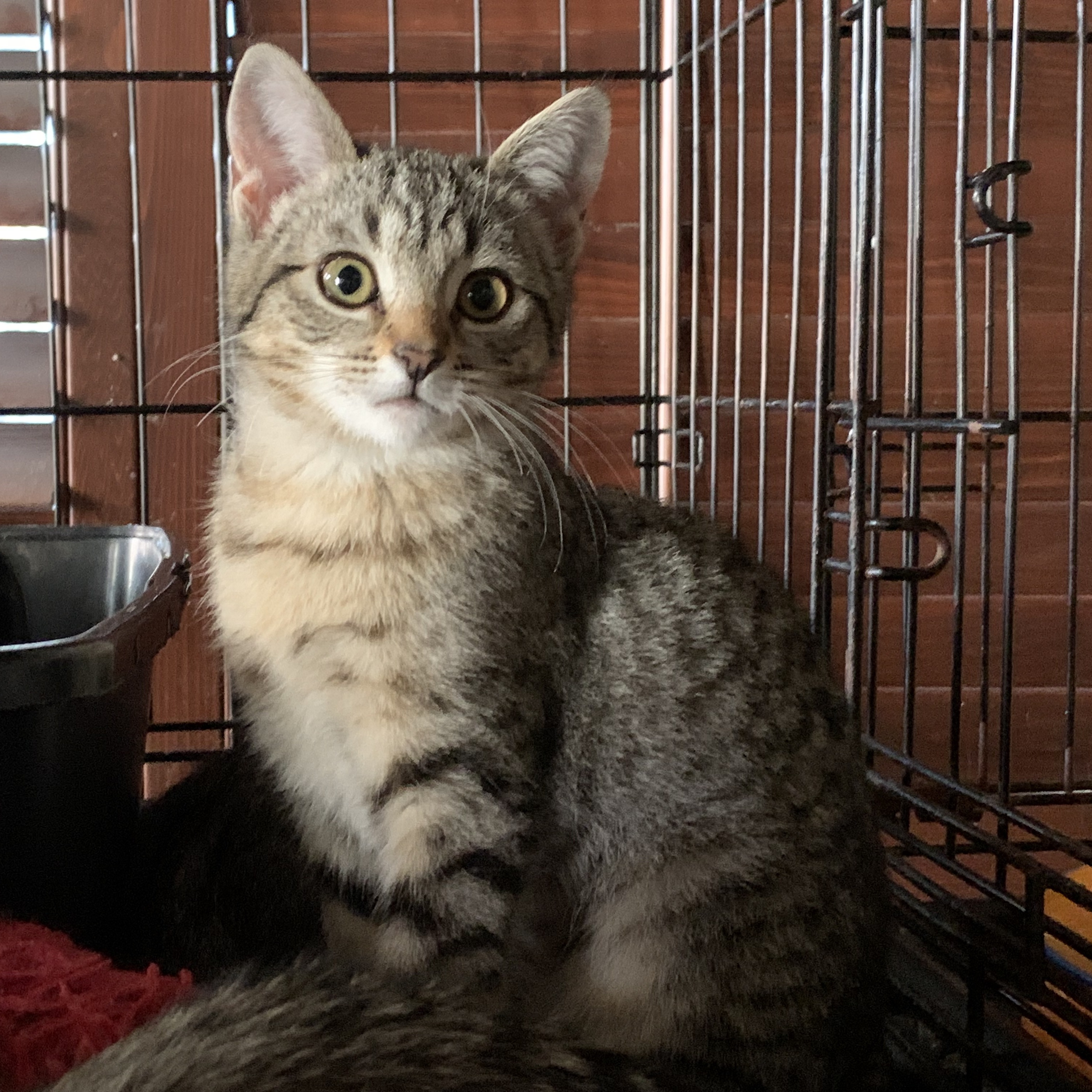 Betty, Adoptable, Young Female Domestic Short Hair.