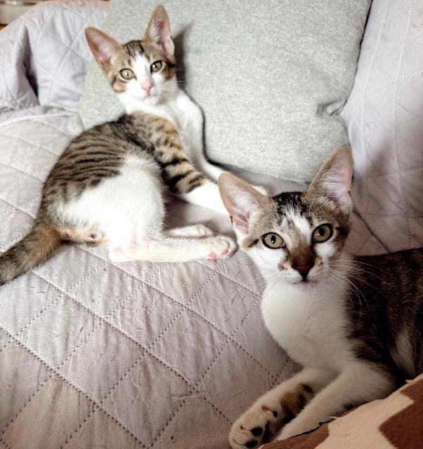 Linus - bonded with Dottie, Adoptable, Kitten Male Tabby & Torbie.