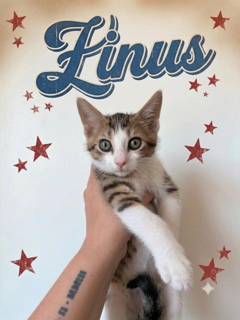 Enlarge Linus - bonded with Dottie, a Adoptable mixed breed in Philadelphia, PA image 2/6