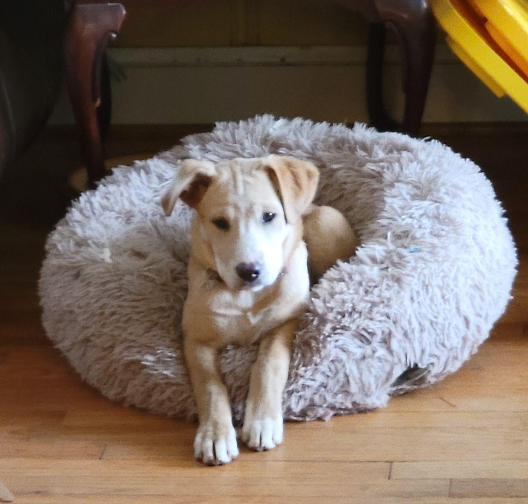 Enlarge Libby, an adopted mixed breed in Greenville, SC image 1/5