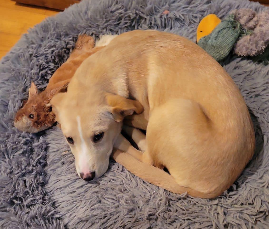 Enlarge Libby, an adopted mixed breed in Greenville, SC image 2/5