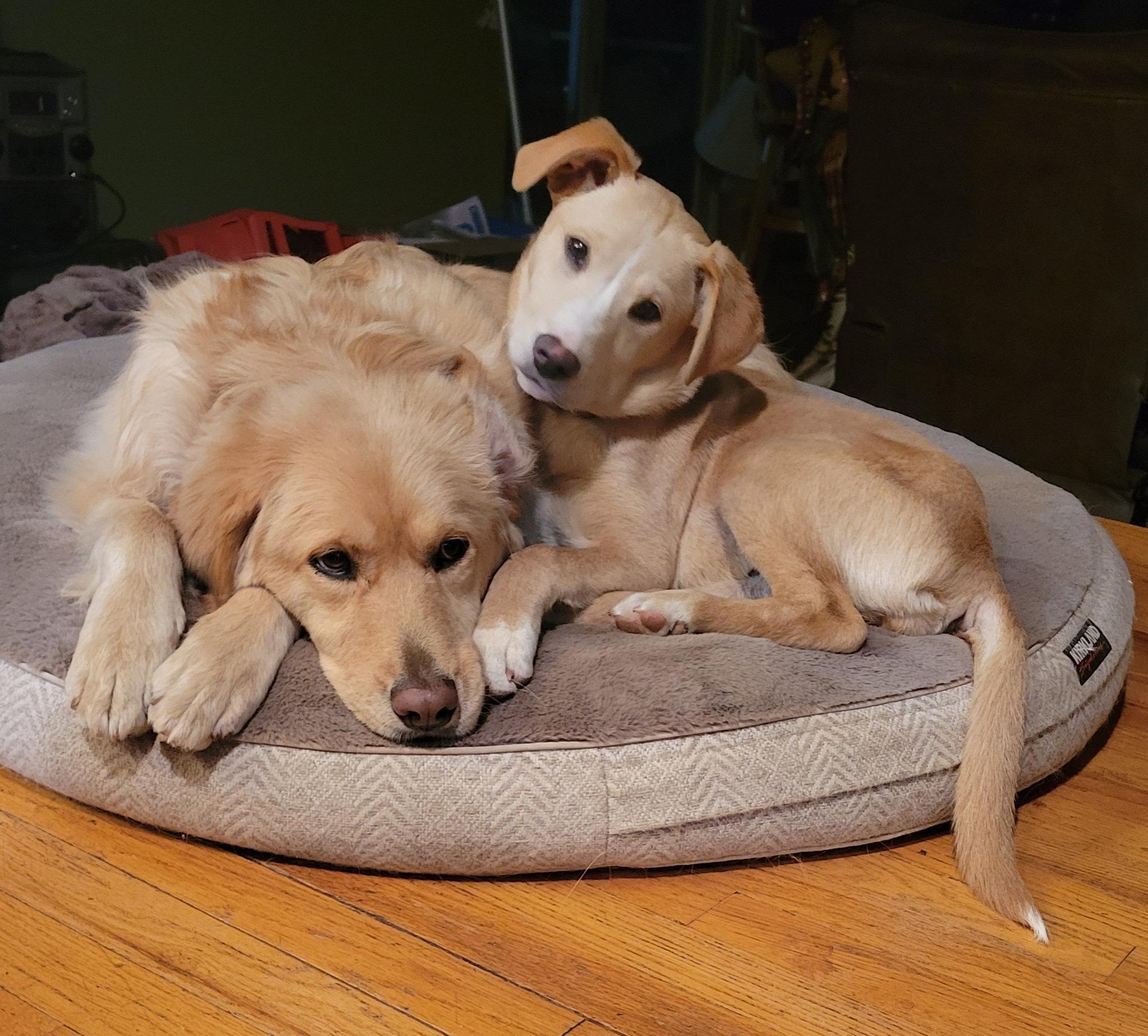 Enlarge Libby, an adopted mixed breed in Greenville, SC image 3/5