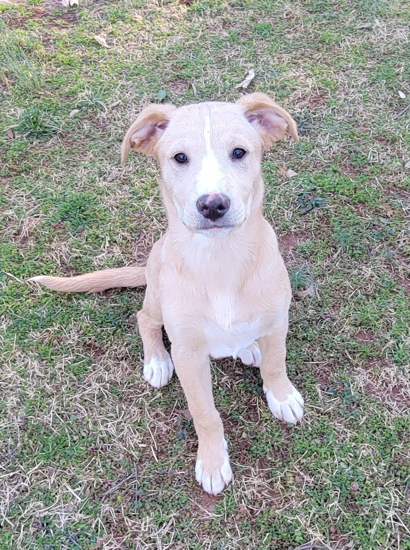 Enlarge Libby, an adopted mixed breed in Greenville, SC image 4/5