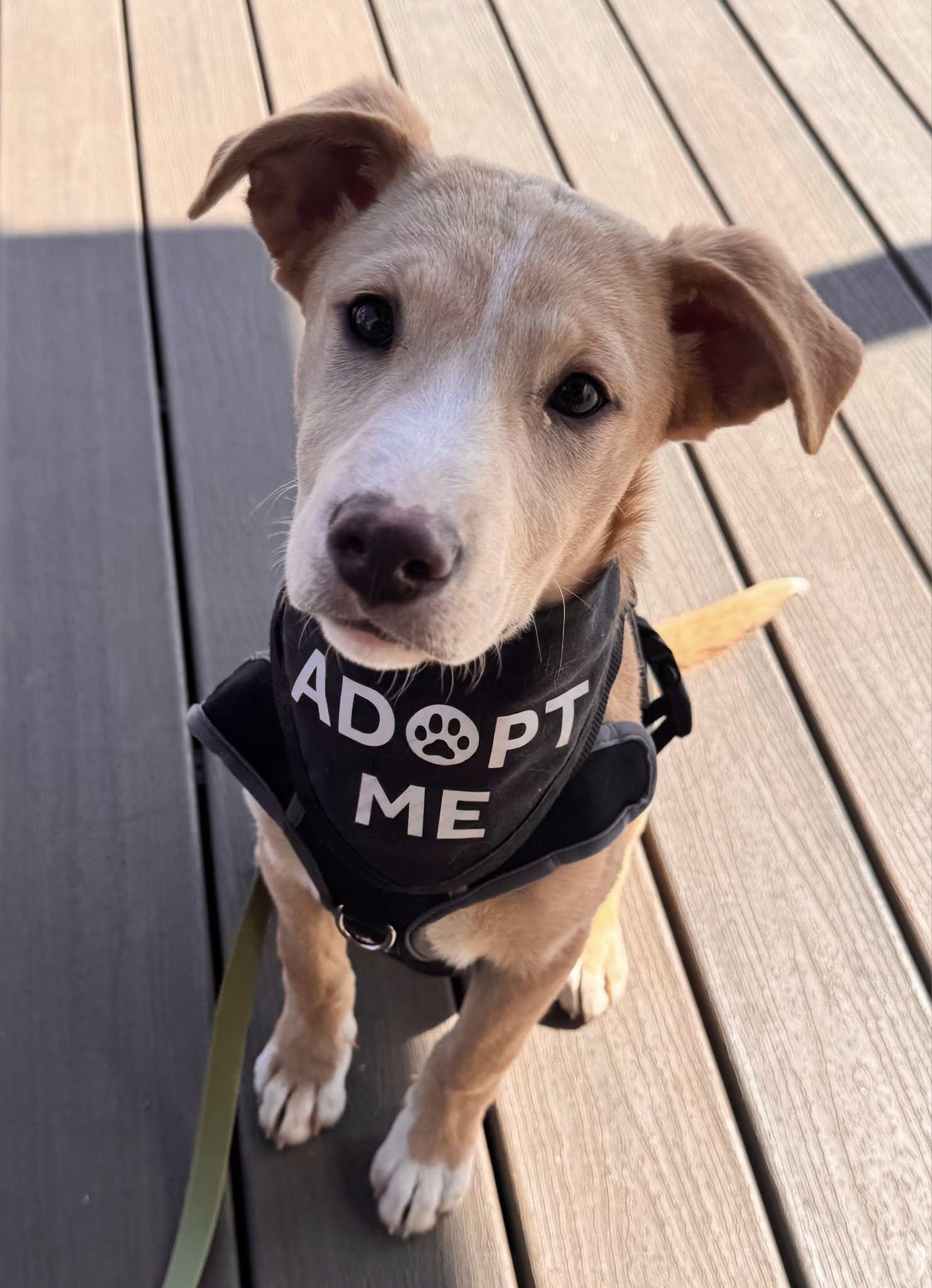 Enlarge Libby, an adopted mixed breed in Greenville, SC image 5/5