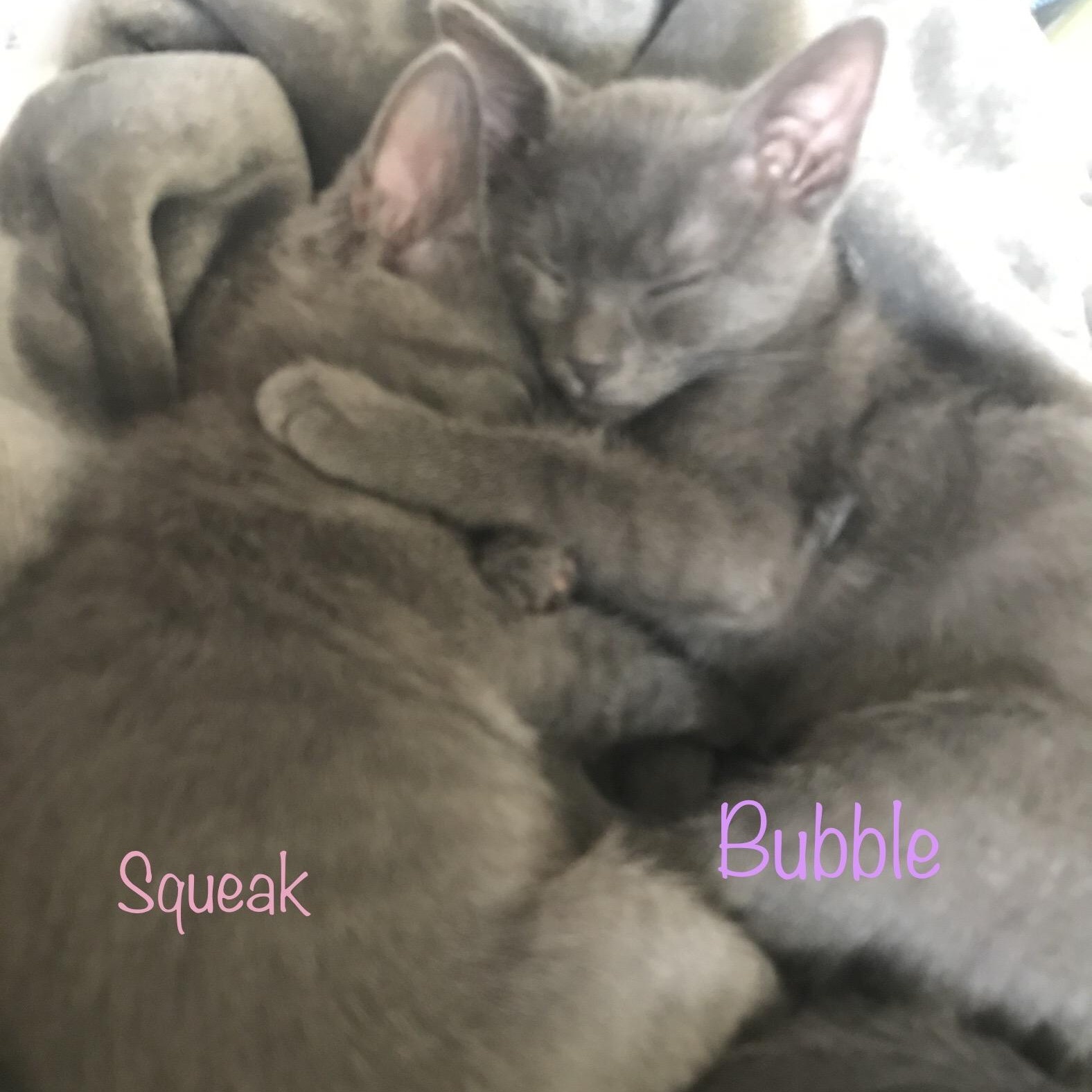 Squeak, an adoptable Russian Blue in Anna, TX, 75409 | Photo Image 2