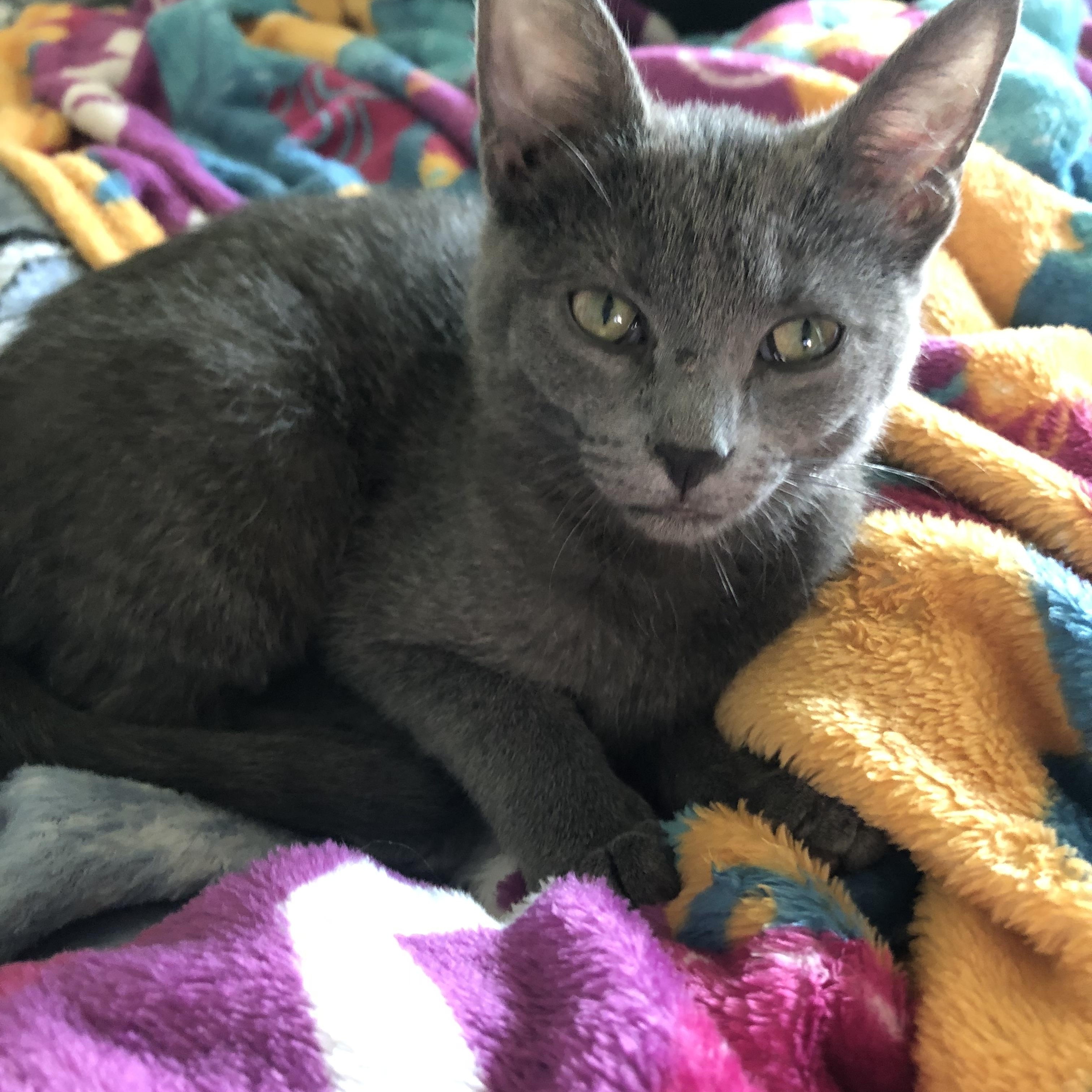 Squeak, an adoptable Russian Blue in Anna, TX, 75409 | Photo Image 4