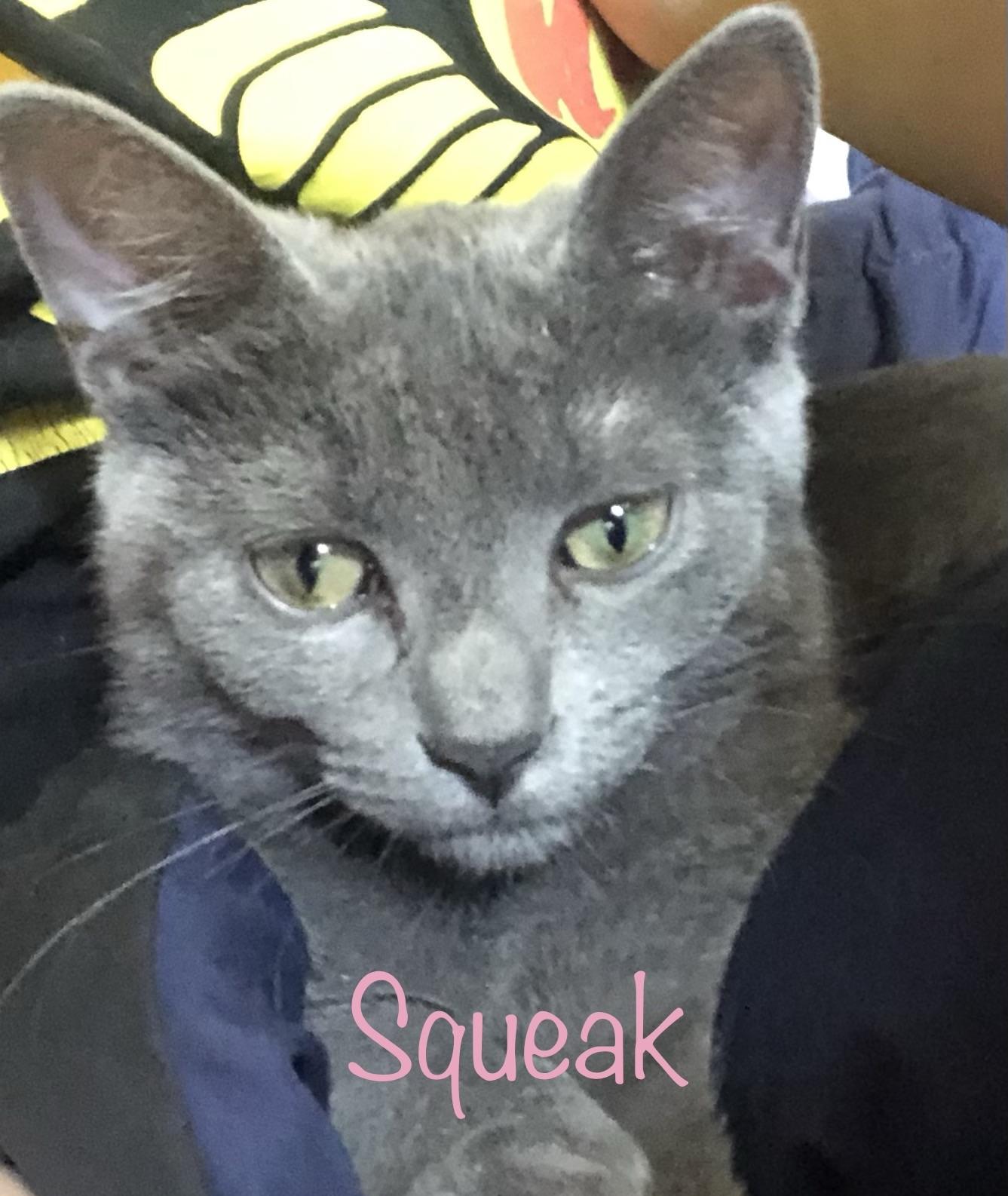 Enlarge Squeak, an adoptable mixed breed in Anna, TX image 5/6