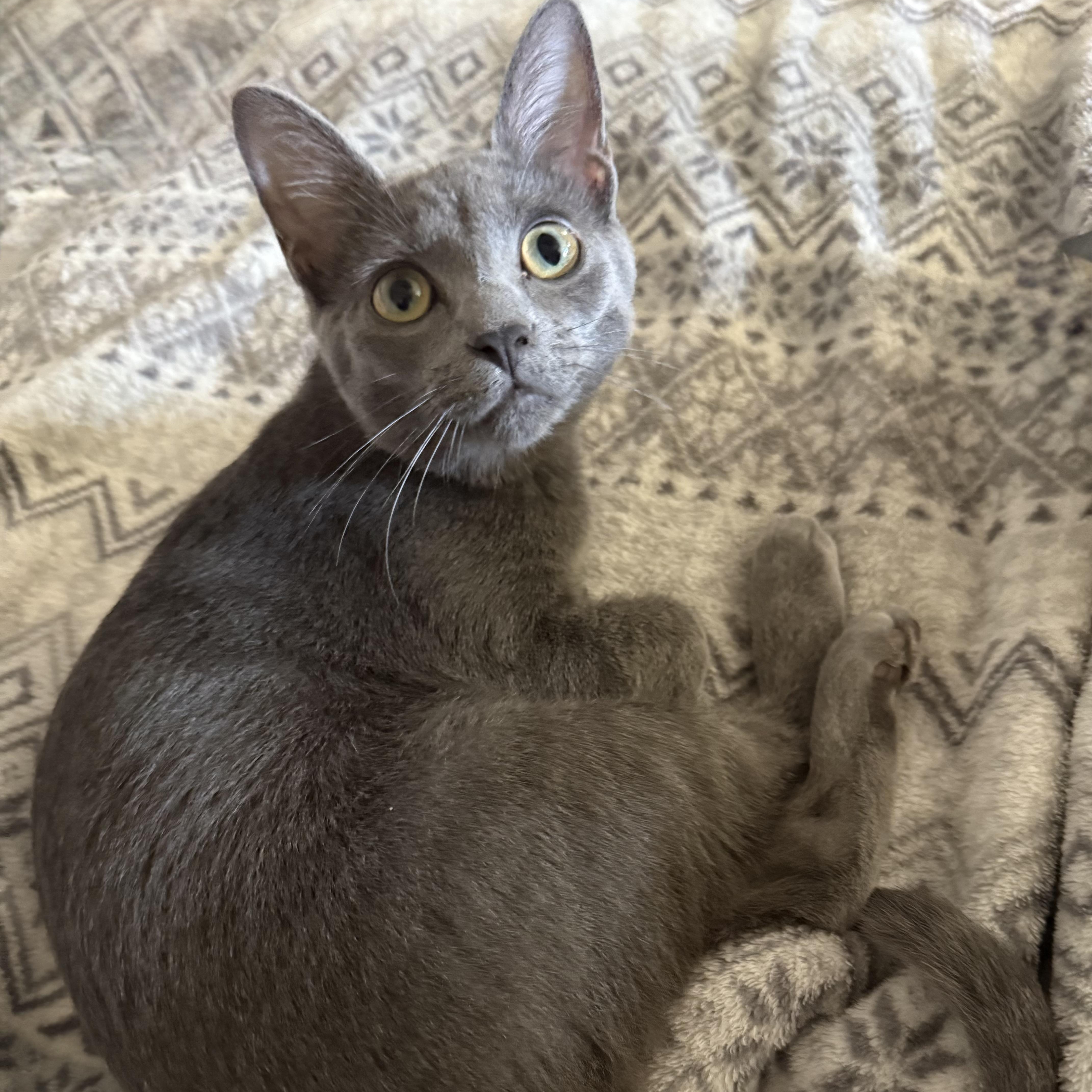 Squeak, adoptable, Adult Female Russian Blue.