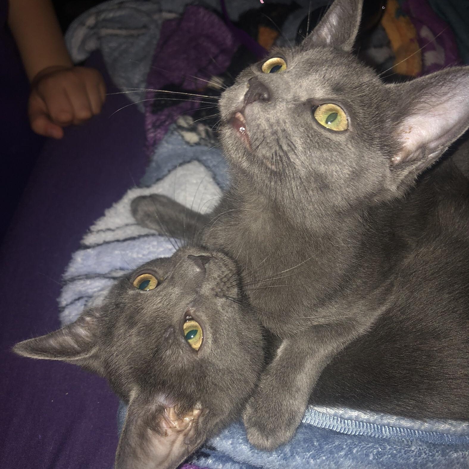 Squeak, an adoptable Russian Blue in Anna, TX, 75409 | Photo Image 6