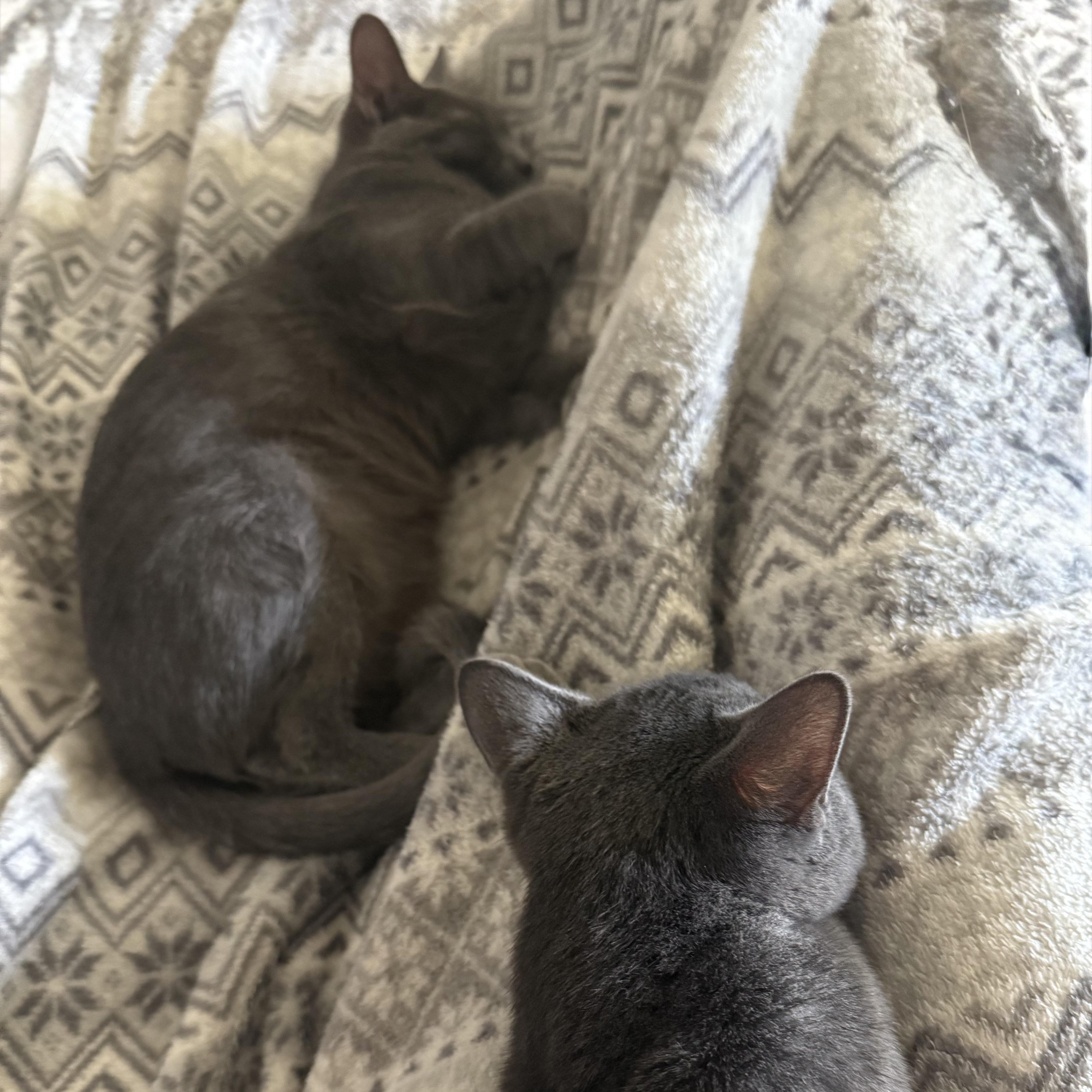 Enlarge Squeak, an adoptable mixed breed in Anna, TX image 3/6