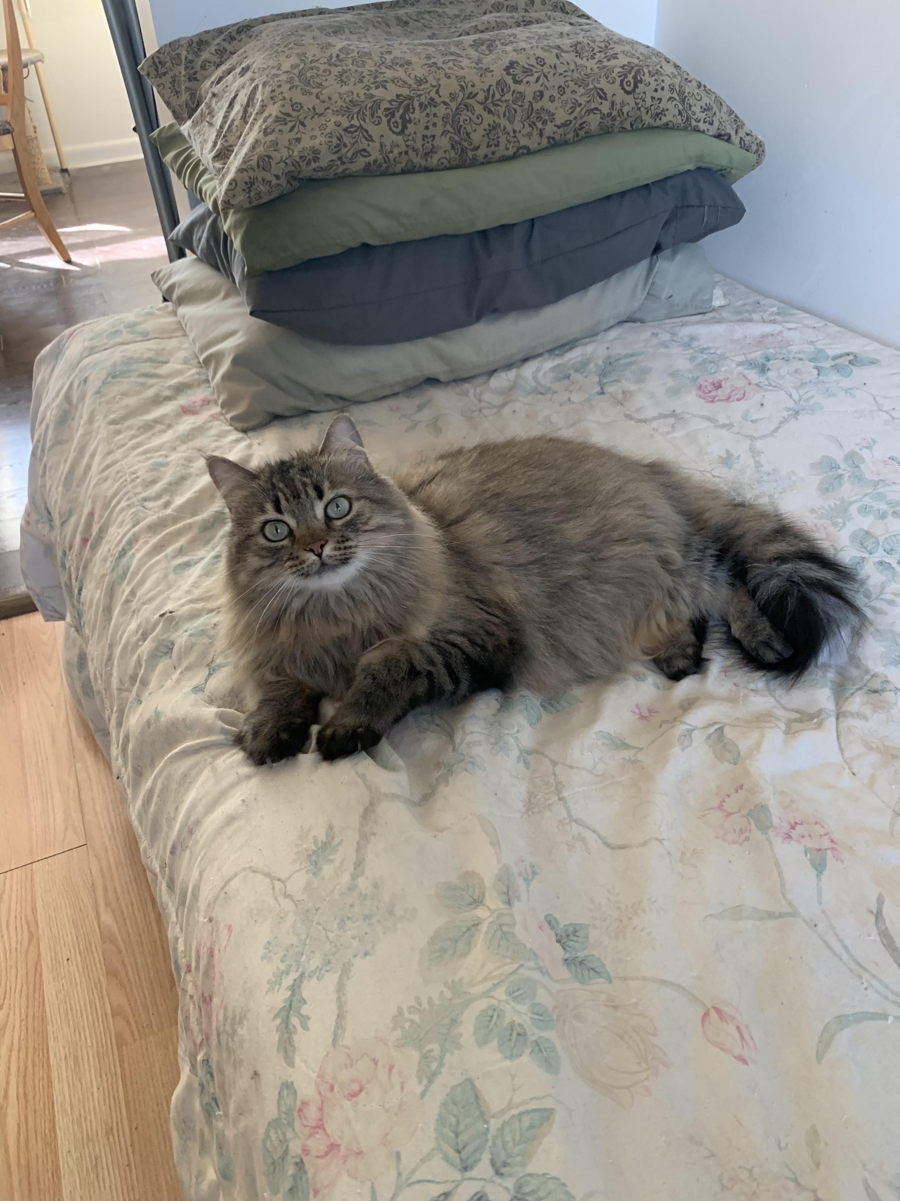 Enlarge Cocotte, a ADOPTABLE Domestic Long Hair in Wakefield, QC image 2/4