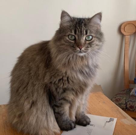 Cocotte, ADOPTABLE, Adult Female Domestic Long Hair.