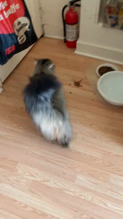 Enlarge Cocotte, a ADOPTABLE Domestic Long Hair in Wakefield, QC video 4/4