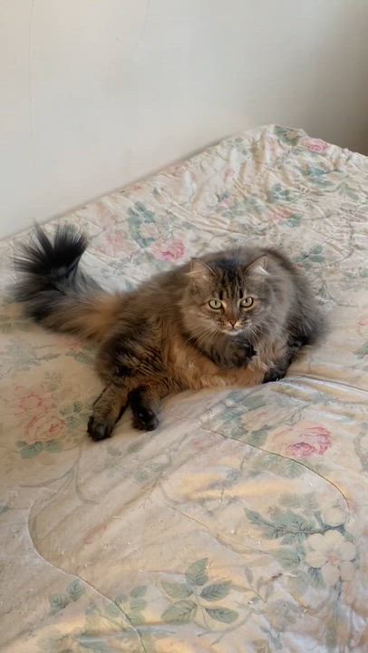 Enlarge Cocotte, a ADOPTABLE Domestic Long Hair in Wakefield, QC video 3/4