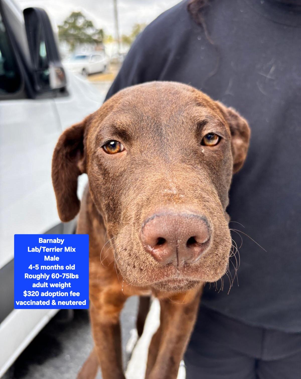 Enlarge Barnaby, an adopted mixed breed in Oviedo, FL image 1/1