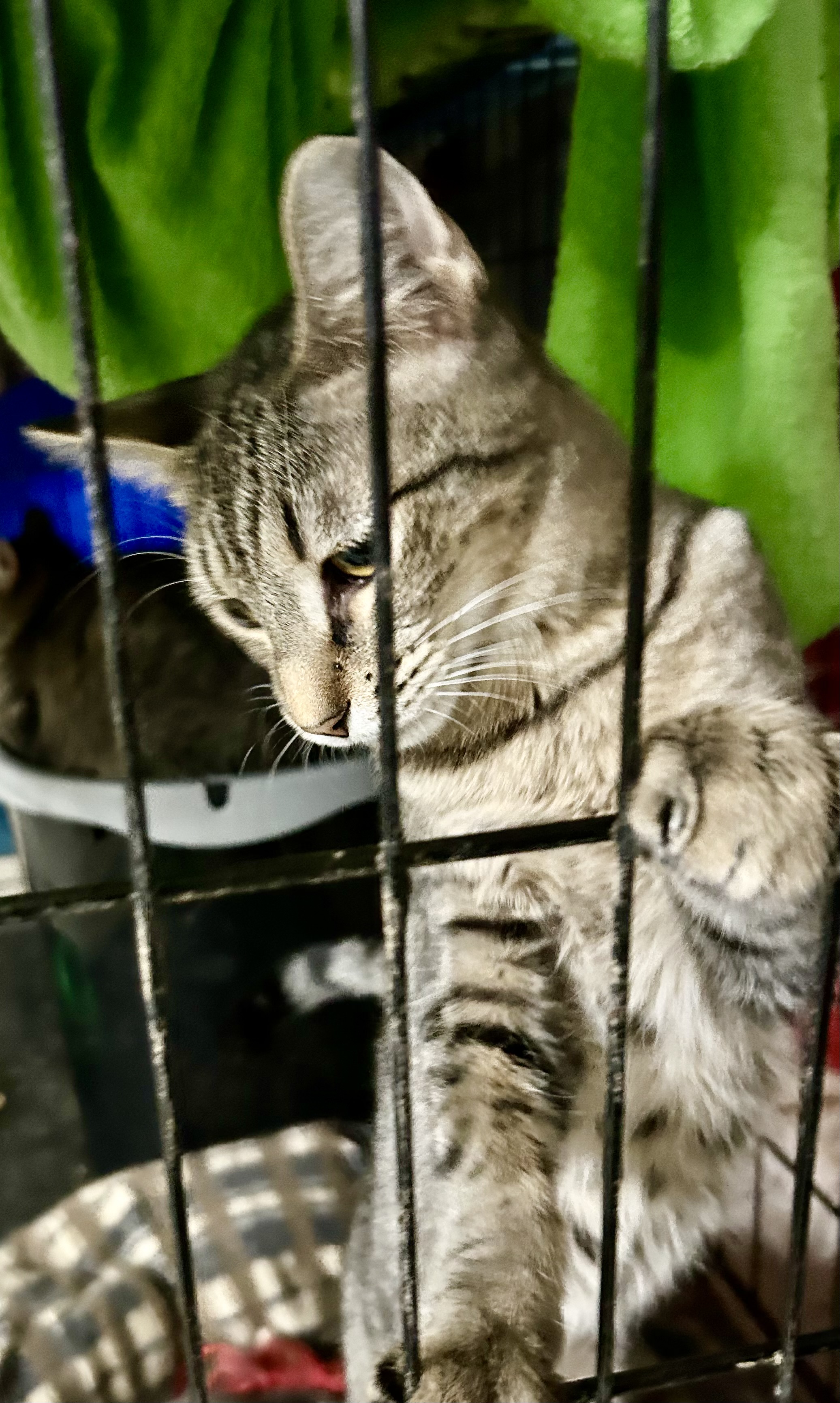 Jellico, an adoptable American Shorthair, Tabby in New Orleans, LA, 70175 | Photo Image 2