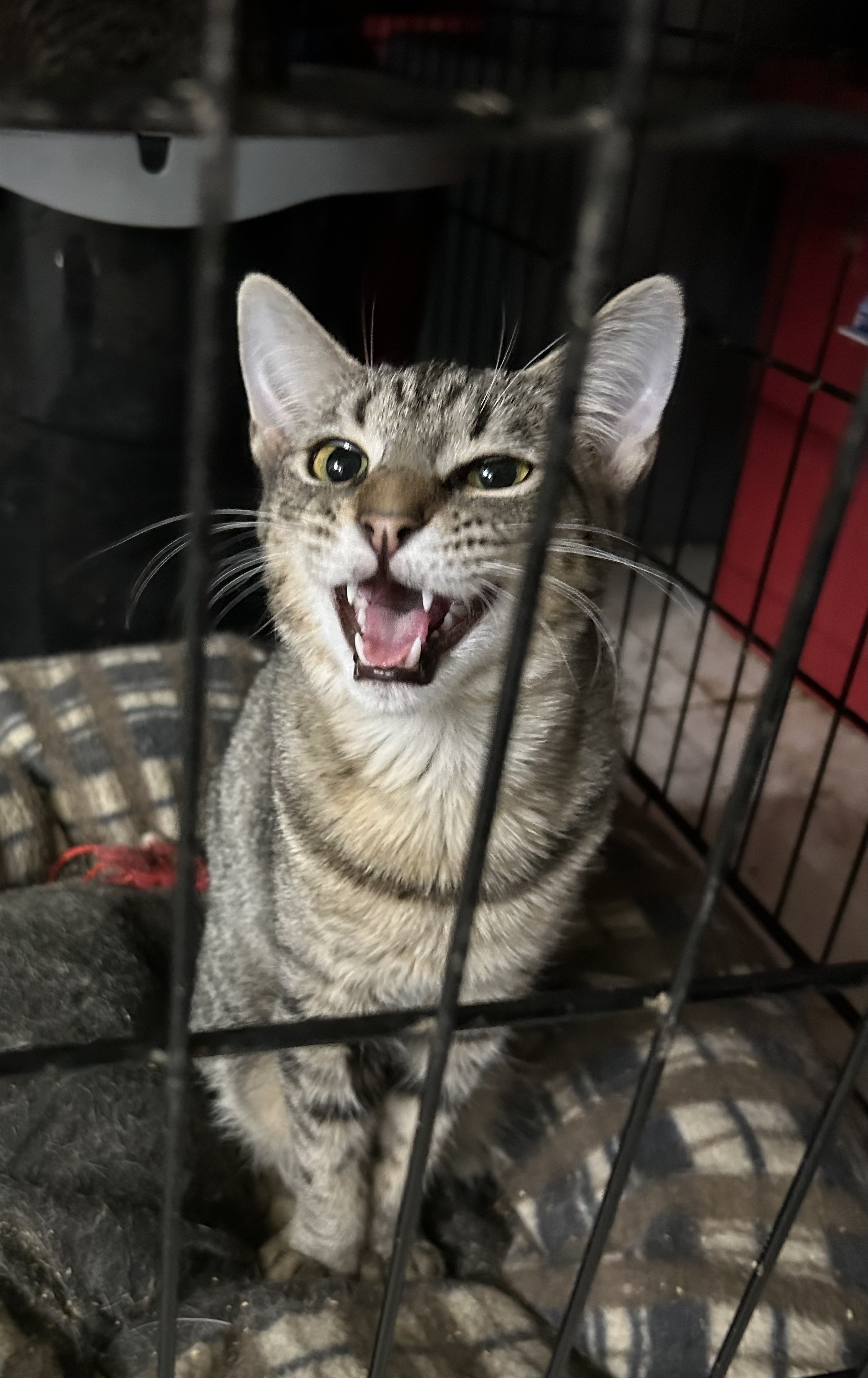 Jellico, an adoptable American Shorthair, Tabby in New Orleans, LA, 70175 | Photo Image 1