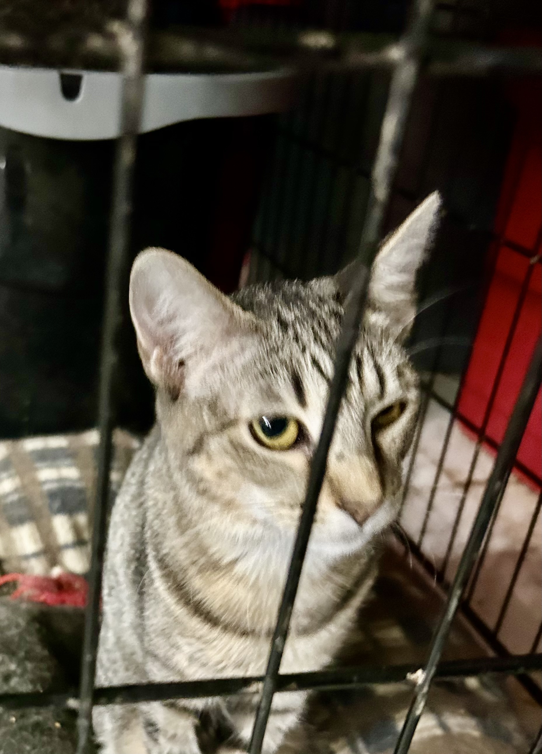 Jellico, an adoptable American Shorthair, Tabby in New Orleans, LA, 70175 | Photo Image 3