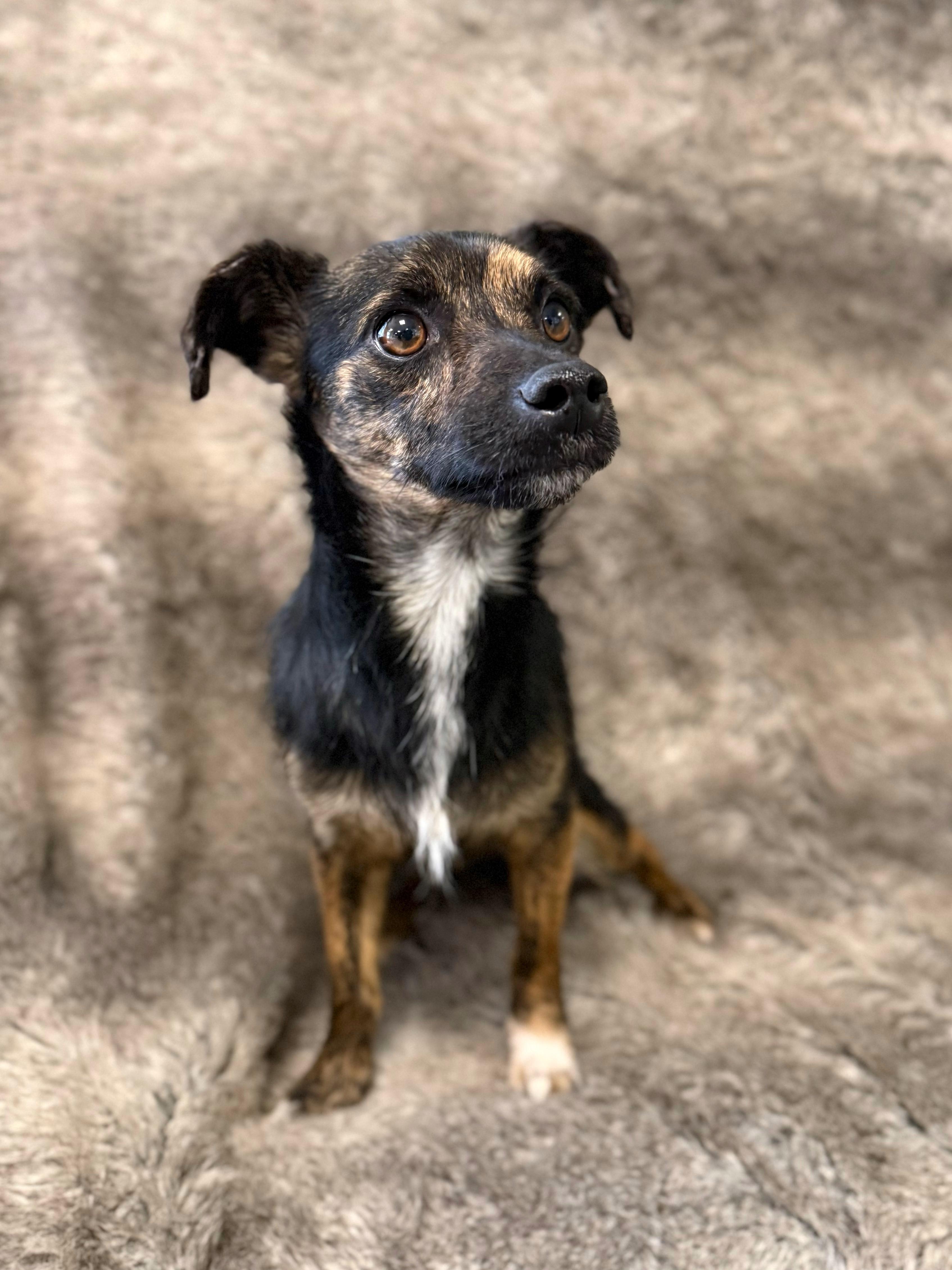 Enlarge Rudy, an adopted mixed breed in Eagle, CO image 5/6