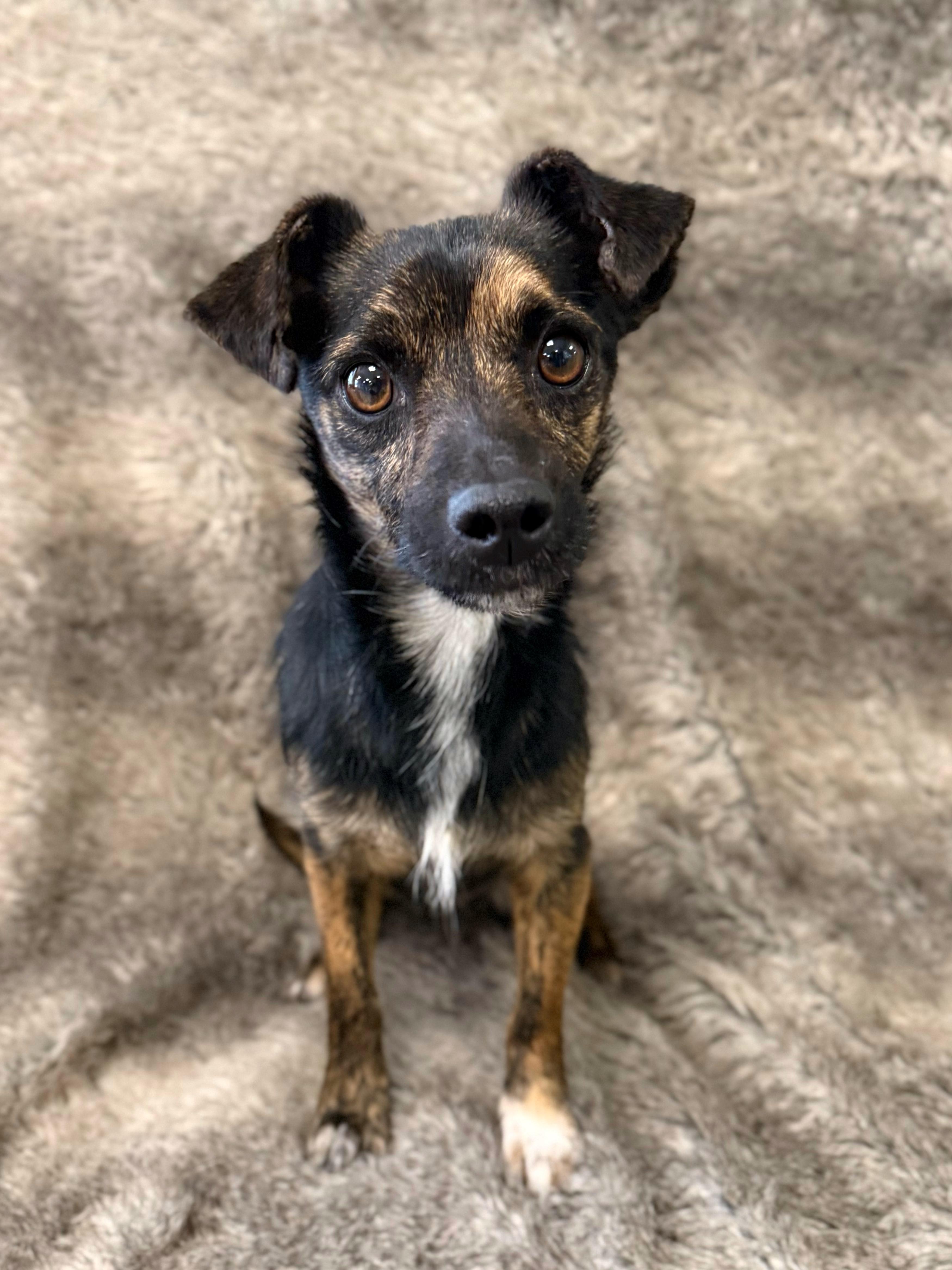 Enlarge Rudy, an adopted mixed breed in Eagle, CO image 2/6